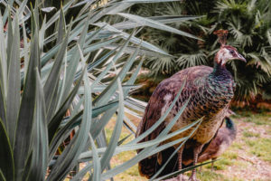 Peacocks at Lokrum Island