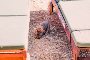 Bunnies at Lokrum Island, Croatia