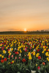 Wooden Shoe Tulip Farm Oregon