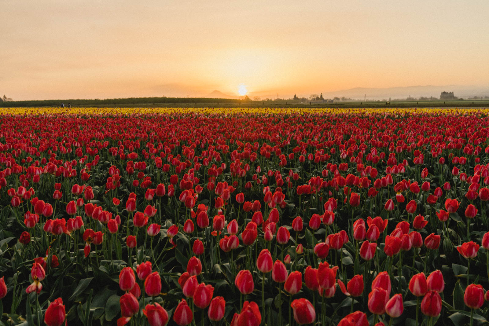 A Portland, Oregon Day Trip to Wooden Shoe Tulip Festival