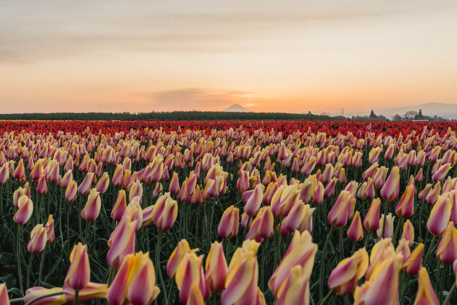 Wooden Shoe Tulip Farm Oregon-3 - Travels and Treats