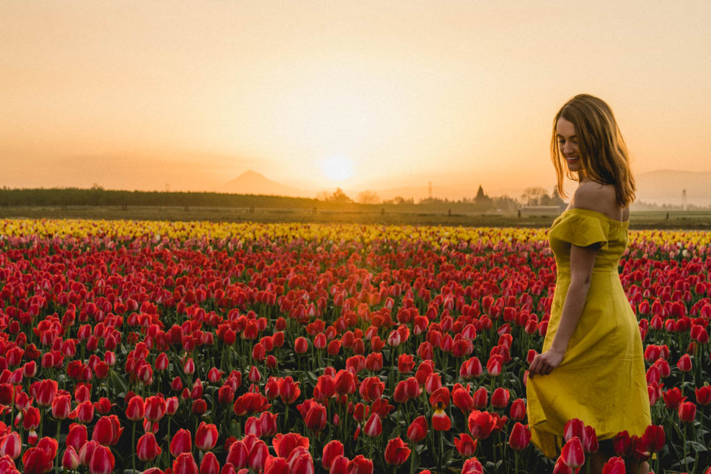 Sunrise photography at Wooden Shoe Tulip Farm in Oregon