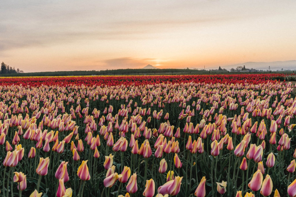 Visit Wooden Shoe Tulip Farm in Oregon