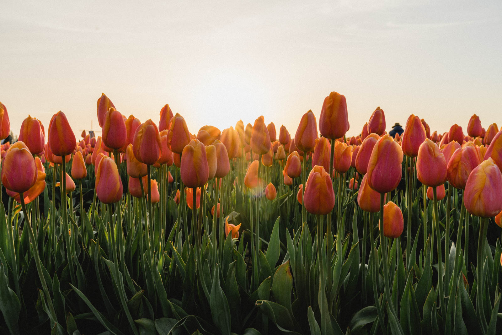 A Portland, Oregon Day Trip to Wooden Shoe Tulip Festival – Travels and ...