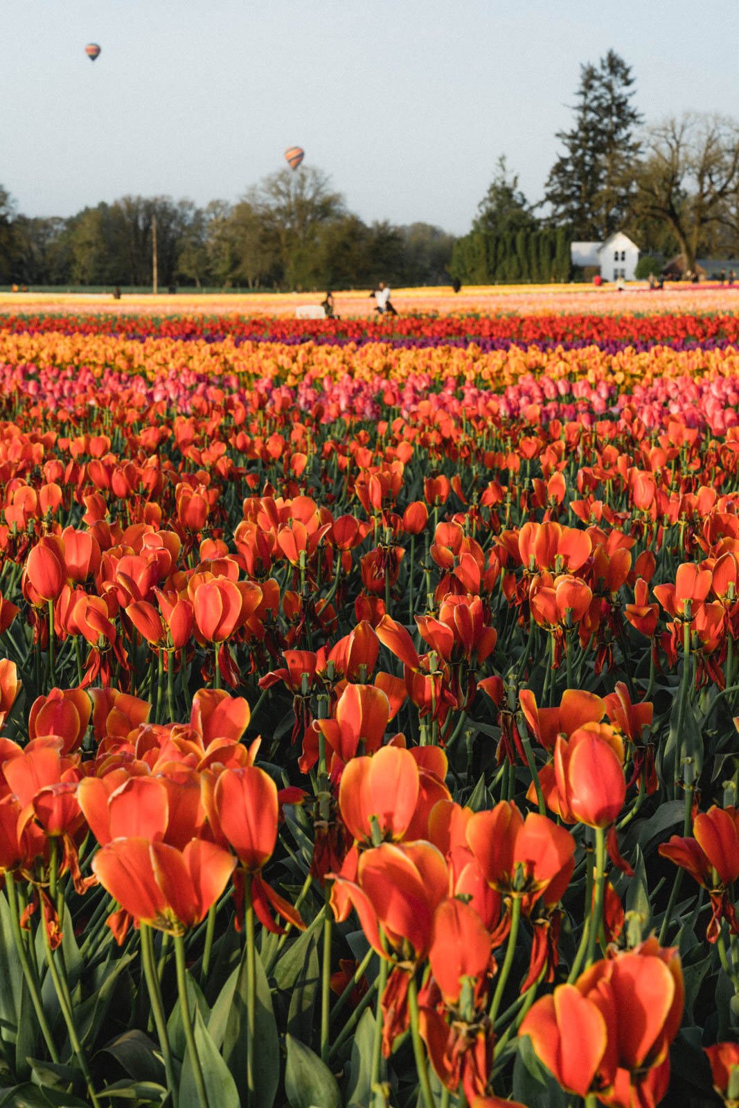 A Portland, Oregon Day Trip to Wooden Shoe Tulip Festival