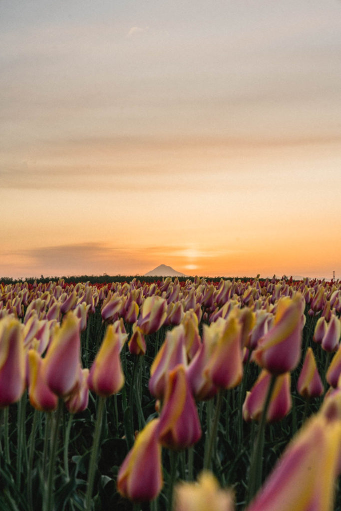 Photography at Wooden Shoe Tulip Farm in Oregon