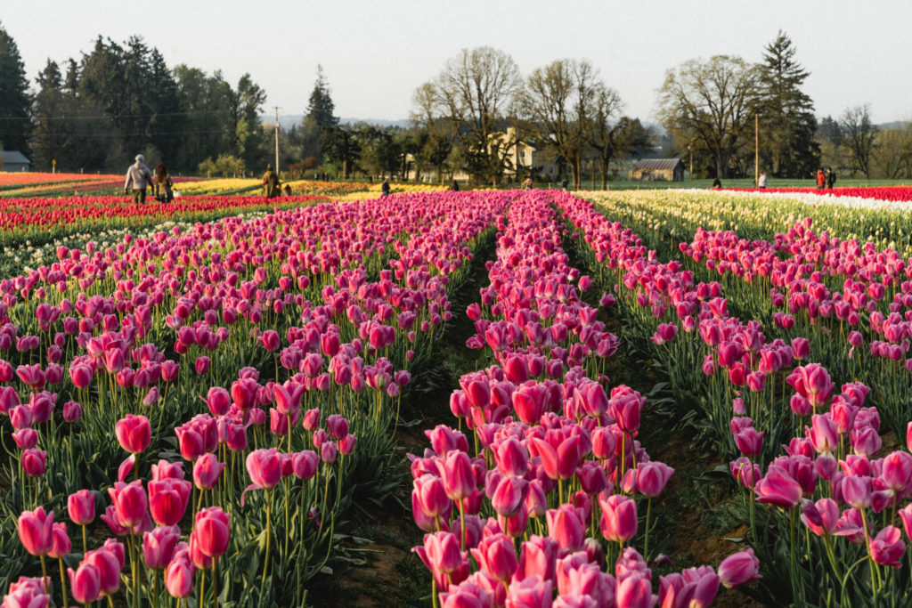 Photography at Wooden Shoe Tulip Farm in Oregon
