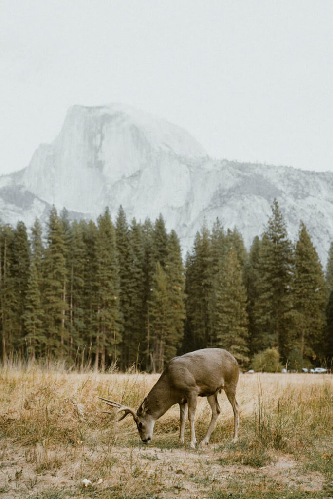 jelen v Yosemitském národním parku