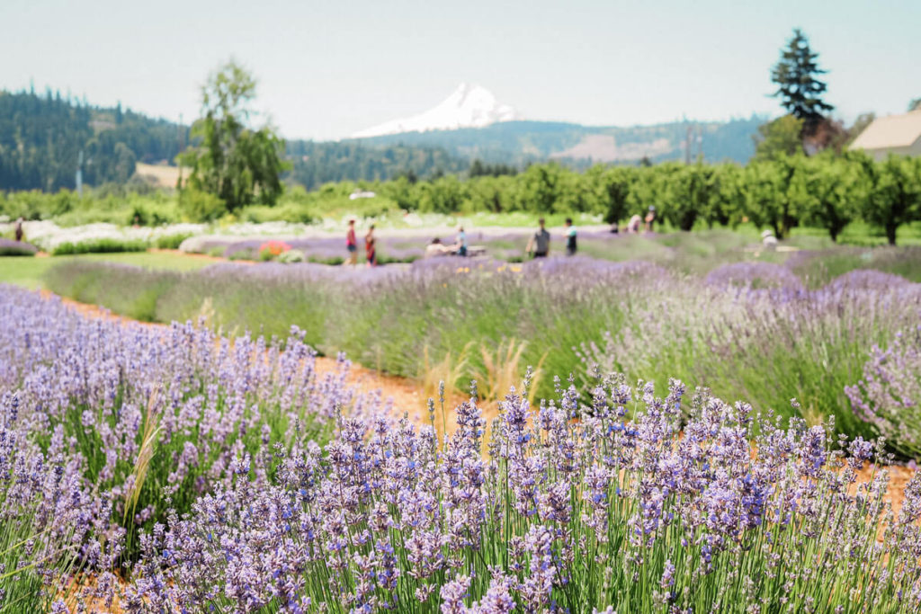 The beautiful fields at Hood River Lavender Farms