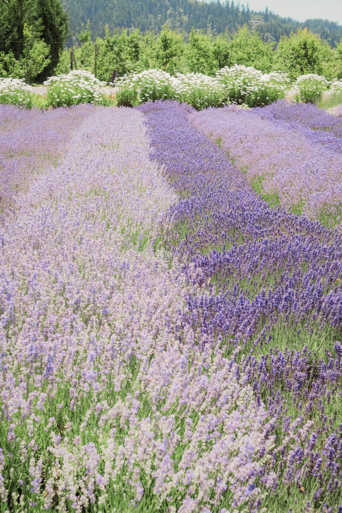 Vibrant purple fields of lavender in July