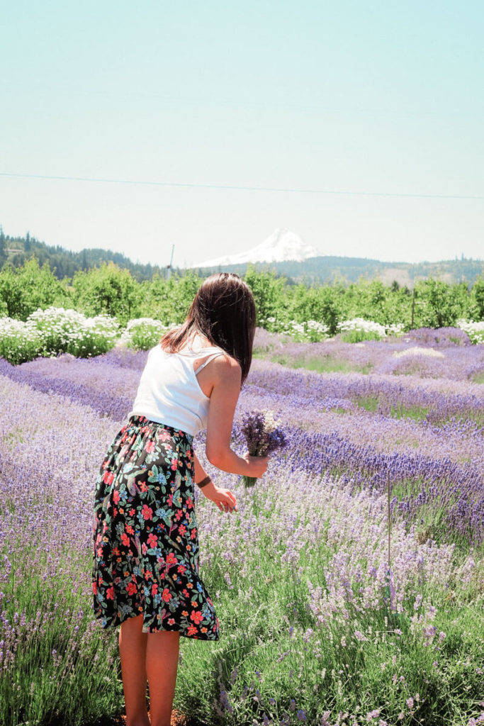 You can cut your own lavender bouquet at Hood River Lavender Farms