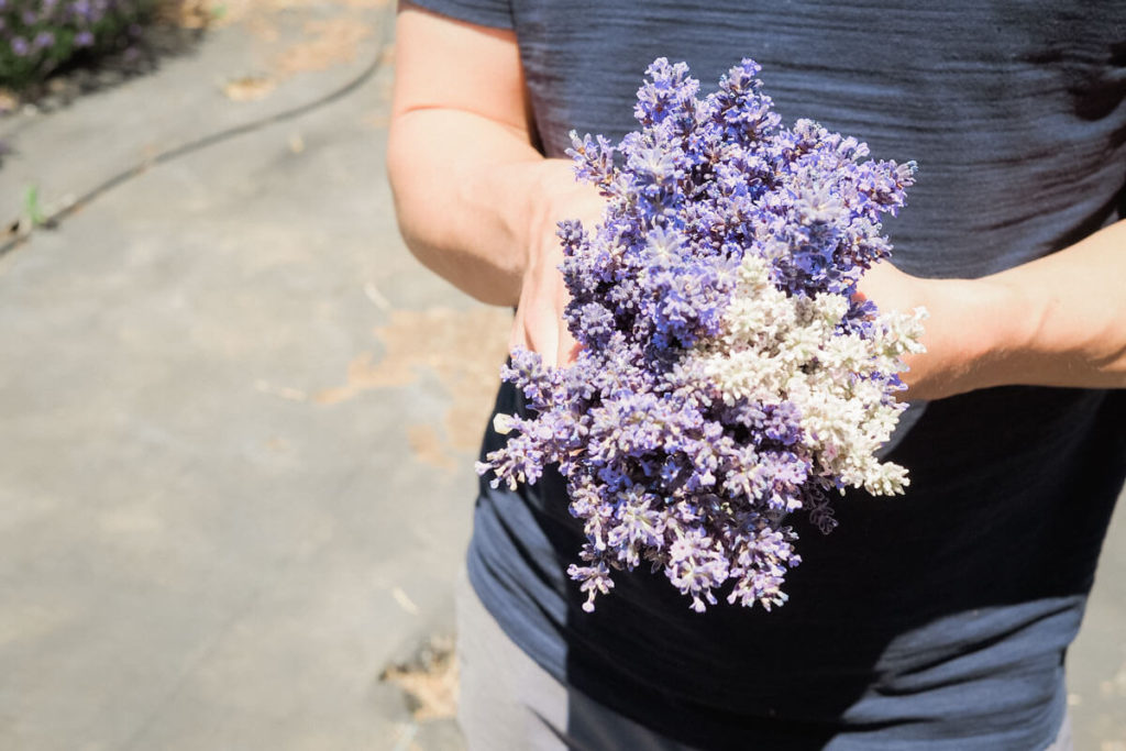 A freshly-picked bouquet of lavender