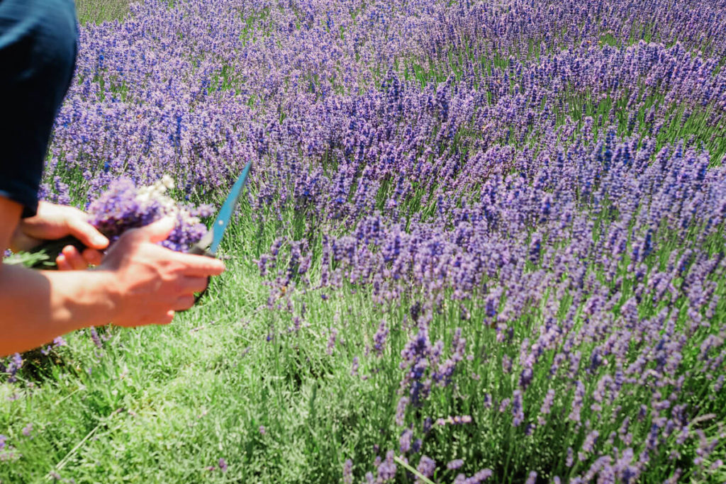 Cutting lavender at Hood River Lavender Farms in Oregon