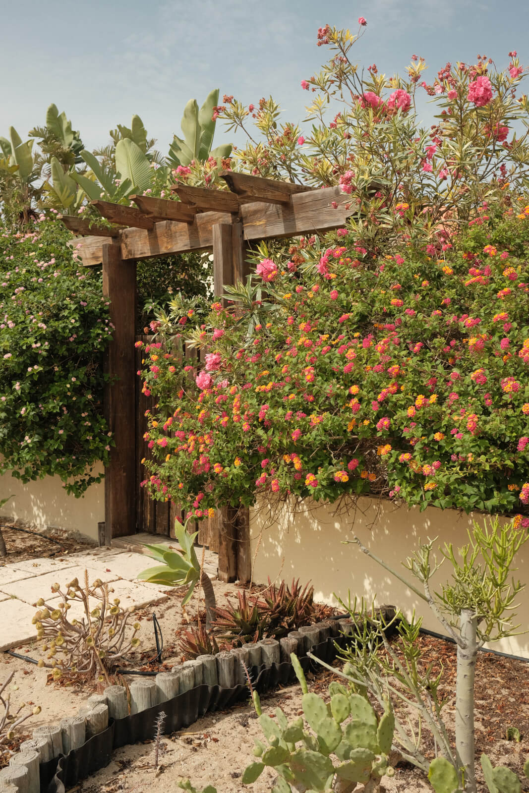 Beautiful flora in Southern Portugal's Ilha do Farol